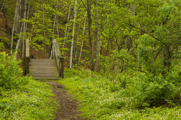 Wall Mural - Spring Trail Bridge