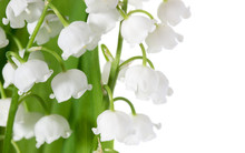 Spring Flowers: Lily-of-the-valley