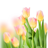 Fototapeta Tulipany - pink tulips on white