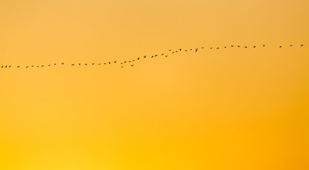 Canvas Print - a flock of birds at sunset