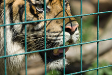 Tiger In A Cage.