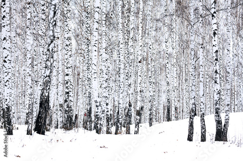 brzozowy-las-w-zimie