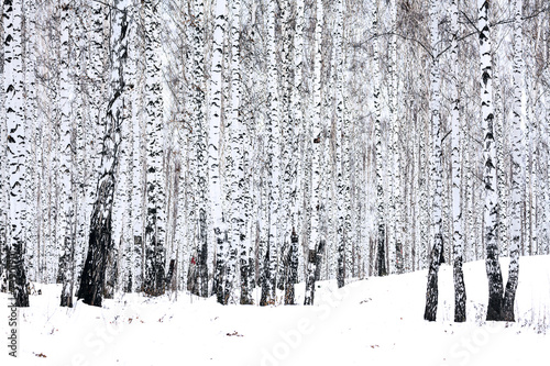 Naklejka dekoracyjna Birch forest in winter