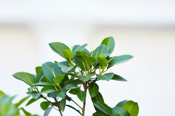 Canvas Print - Beautiful green twig, close up