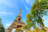 Fototapeta Paryż - Eiffel Tower in Paris, France 