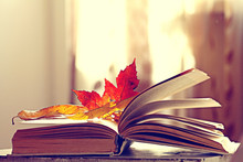 Book Pages Yellow Leaves Of Autumn Concept