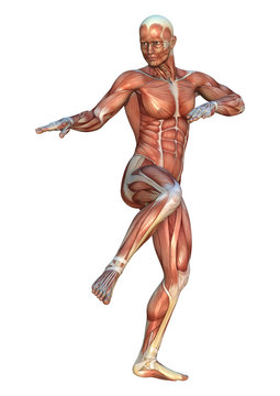 Muscle Maps