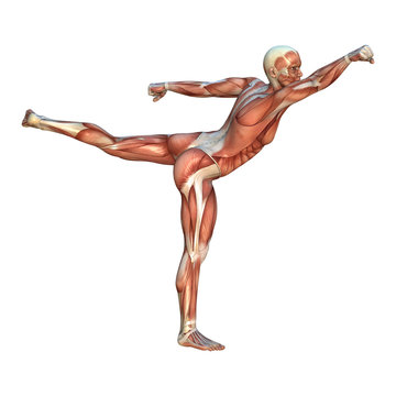 Muscle Maps