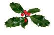 Holly, ilex, with red berries. Isolated on white.