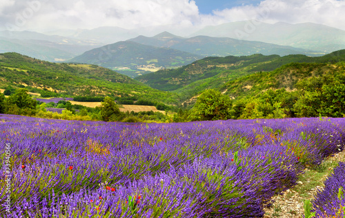 Naklejka - mata magnetyczna na lodówkę Lavender field