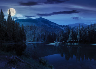 Wall Mural - pine forest near the mountain lake at night