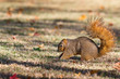 Squirrel burying nuts in fall in preparation for winter