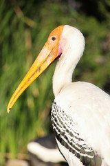 Painted Stork