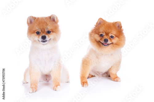 Pomeranian Dog Brown Short Hair Buy This Stock Photo And Explore