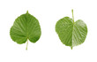 linden leaf isolated on white