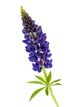 Blue Flower Lupine Isolated On White Background
