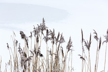 Fragile Winter Reeds