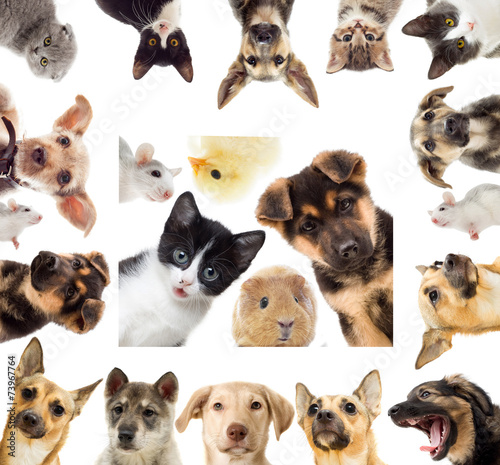 Nowoczesny obraz na płótnie set pets