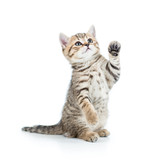 Fototapeta Koty - playful kitten cat