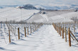 Vineyards covered with snow.