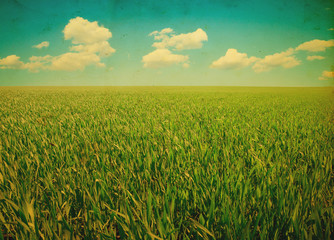 Wall Mural - green field