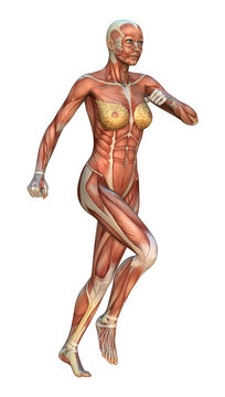 Muscle Maps