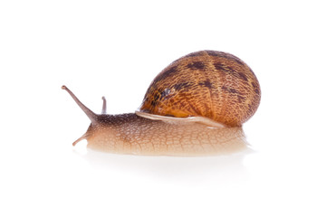 Garden snail (focus on head) isolated on a white background