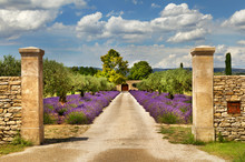 Path With Lavender In Provence.