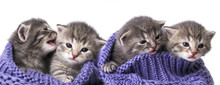 Cute Newborn Kittens Close Up