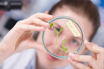 woman study of genetic modified GMO plants in the laboratory