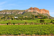 Vineyards near Cassis, France.