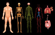 © blueringmedia - Human body systems