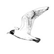 Seagulls. Hand drawn vector llustration, realistic sketch.