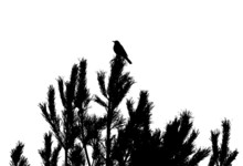 Common Blackbird On Pine-tree Silhouette