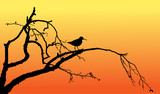 Fototapeta Sawanna - Wood sandpiper on tree silhouette