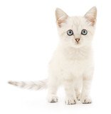 Fototapeta Koty - Kitten on a white background