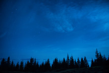 Forest Of Pine Trees Under Blue Dark Night Sky