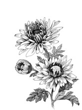 Hand-drawing Chrysanthemum