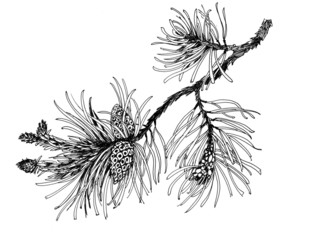 pine branch with cones
