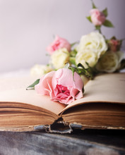 Pink Rose On An Open Old Book