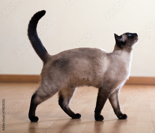 Cuadros en Lienzo full length shot of siamese cat