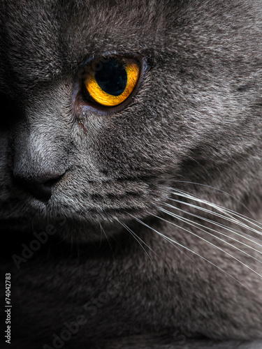 British shorthar face close up. Poster Mural XXL