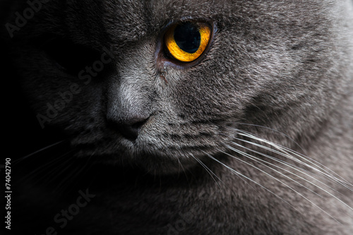 Photographie British shorthar face close up.