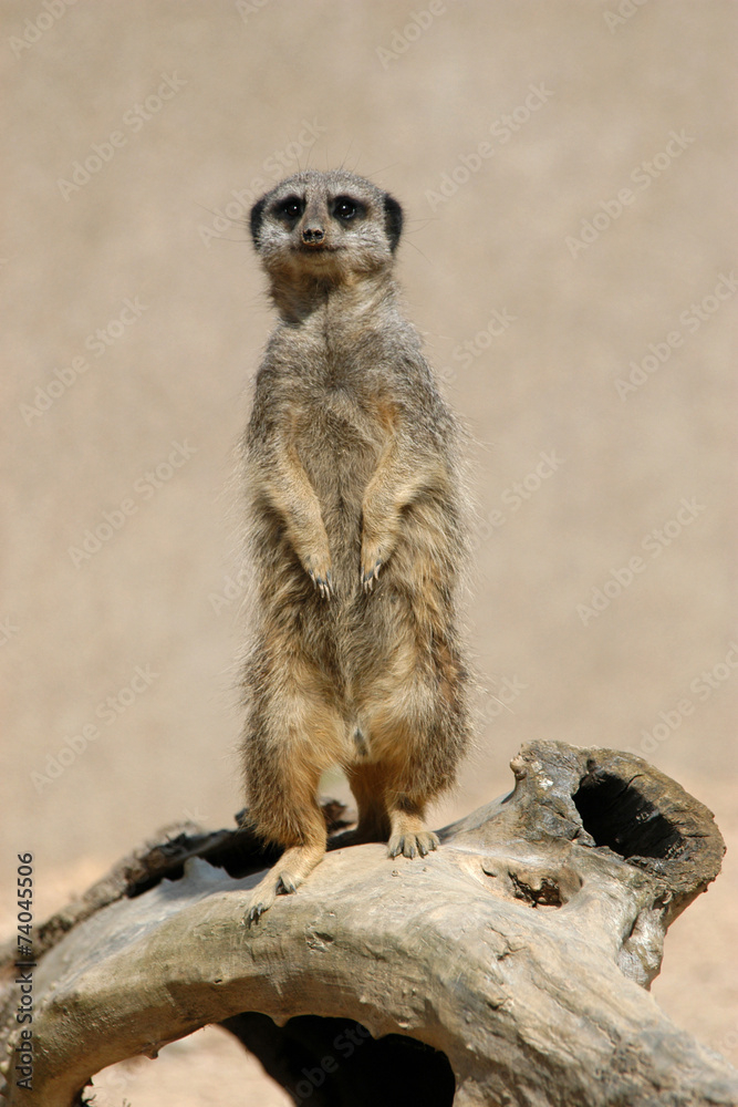 Meerkat (Suricata suricatta), also known as the suricate. Stock Photo ...