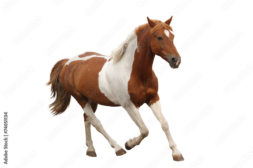 Skewbald pony galloping isolated on white - obrazy, fototapety, plakaty 