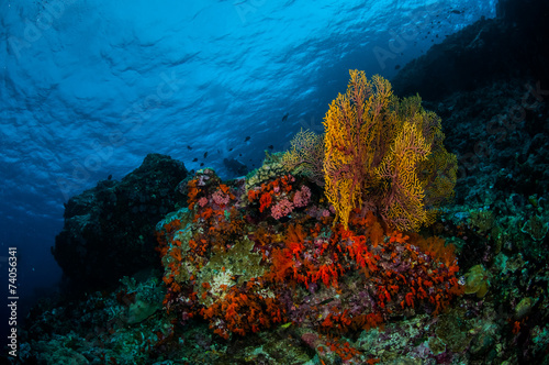Fotomural Sea fan Subergorgia mollis in Banda, Indonesia underwater
