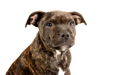 Dog portrait of a Staffordshire Bull Terrier, white background