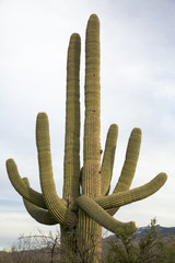 Canvas Print - Saguaro Close-Up