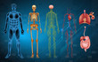 © blueringmedia - Human body systems