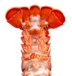 Boston lobster tail isolated on white